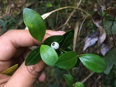 Miconia ligustrina