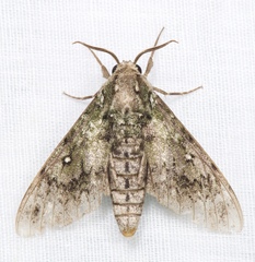 Dolbina tancrei