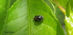 Scymnus ferrugatus
