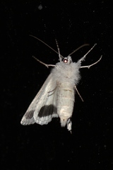 Cerura melanoglypta