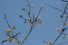 Albizia occidentalis