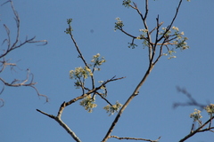 Albizia occidentalis