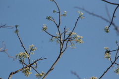 Albizia occidentalis