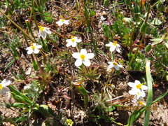 Leptosiphon parviflorus