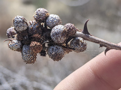 Tanaostigmodes howardii