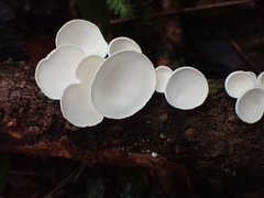Gloeoporus phlebophorus