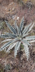 Onopordum acaulon