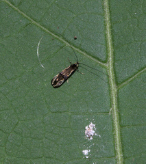 Nemophora topazias