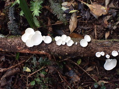 Gloeoporus phlebophorus