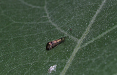 Nemophora topazias