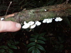Gloeoporus phlebophorus