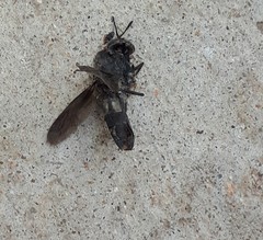 Hermetia illucens