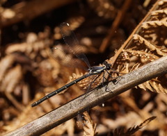 Austroargiolestes calcaris