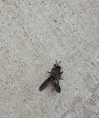 Hermetia illucens