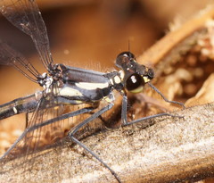 Austroargiolestes calcaris