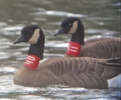 Branta canadensis occidentalis