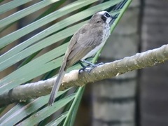 Pycnonotus goiavier