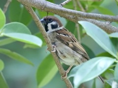 Passer montanus