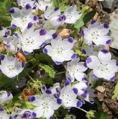 Nemophila maculata