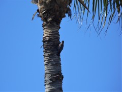 Melanerpes uropygialis