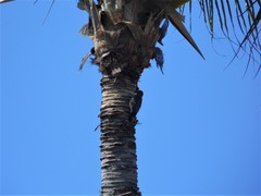 Melanerpes uropygialis