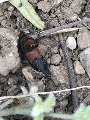 Platydracus phoenicurus