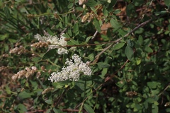 Ceanothus integerrimus macrothyrsus