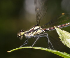 Austroargiolestes calcaris