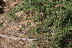 Ceanothus integerrimus macrothyrsus