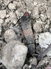 Platydracus phoenicurus