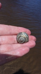 Amphibola crenata