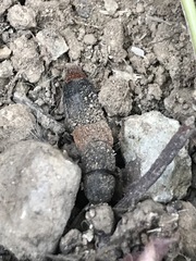 Platydracus phoenicurus