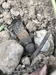 Platydracus phoenicurus