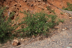 Ceanothus integerrimus macrothyrsus