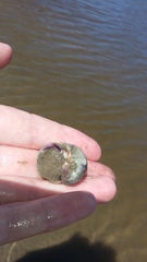 Amphibola crenata