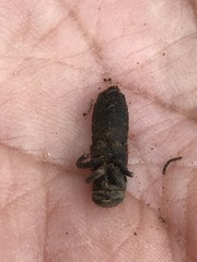 Platydracus phoenicurus