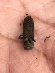 Platydracus phoenicurus