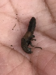 Platydracus phoenicurus