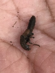 Platydracus phoenicurus