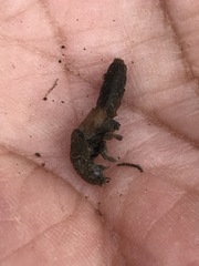 Platydracus phoenicurus