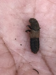 Platydracus phoenicurus