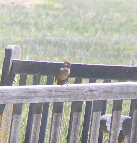 iNaturalist observation photo of California Towhee