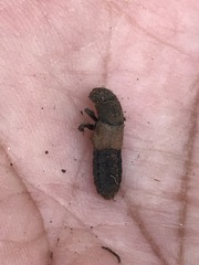 Platydracus phoenicurus