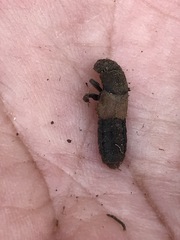 Platydracus phoenicurus