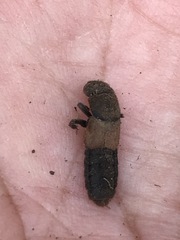 Platydracus phoenicurus