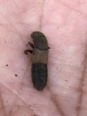 Platydracus phoenicurus