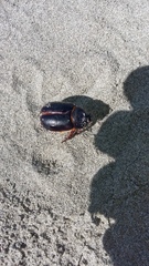 Pericoptus