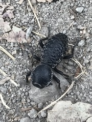 Zopherus laevicollis