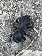 Zopherus laevicollis