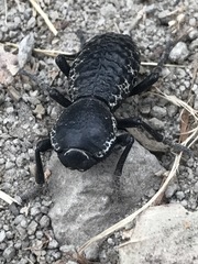 Zopherus laevicollis